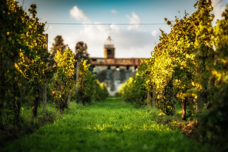 Vendemmia Lugana