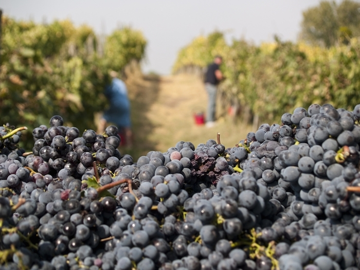 Vendemmia Montepulciano