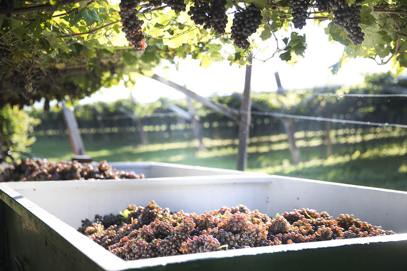 Vendemmia Shenk Italian Wineries