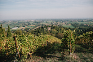 vigna