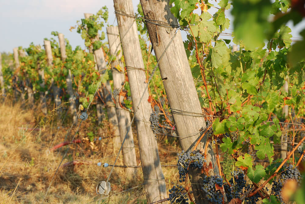 Vignaioli In Maremma