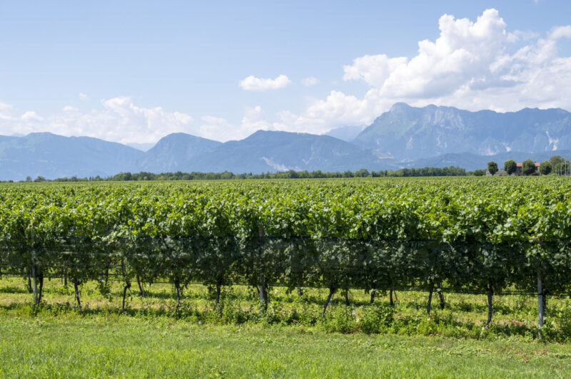 Vigneti Friuli 1 Scaled E1644327049609