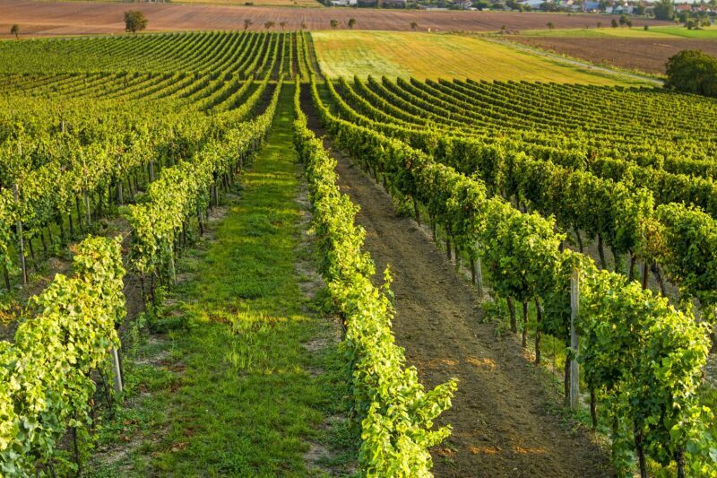 Vigneti Per Ca2022 E1652962509779