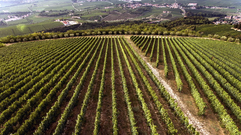 Vigneto Fabriseria