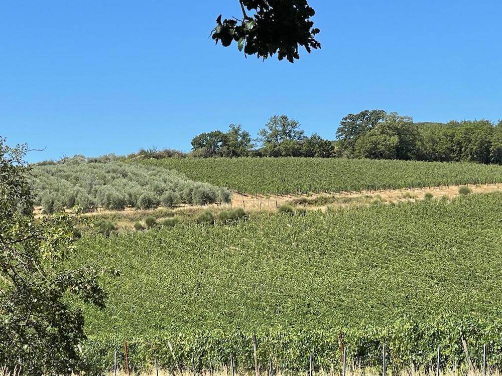 (Consorzio Brunello): Pioggia toccasana a Montalcino. Migliorate sensibilmente condizioni annata 2022