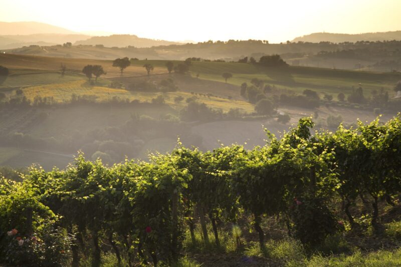 Vigneto Verdicchio E1611666906609