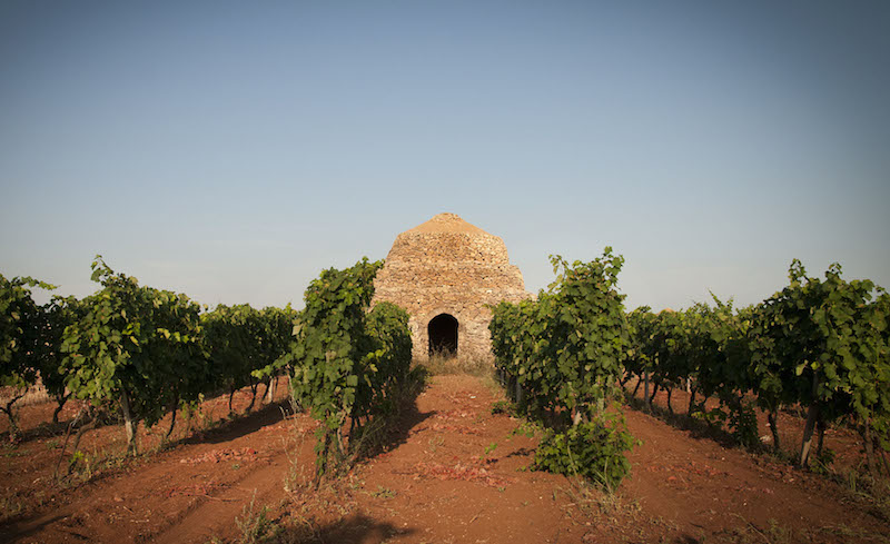 Vigneto Primitivo Di Manduria