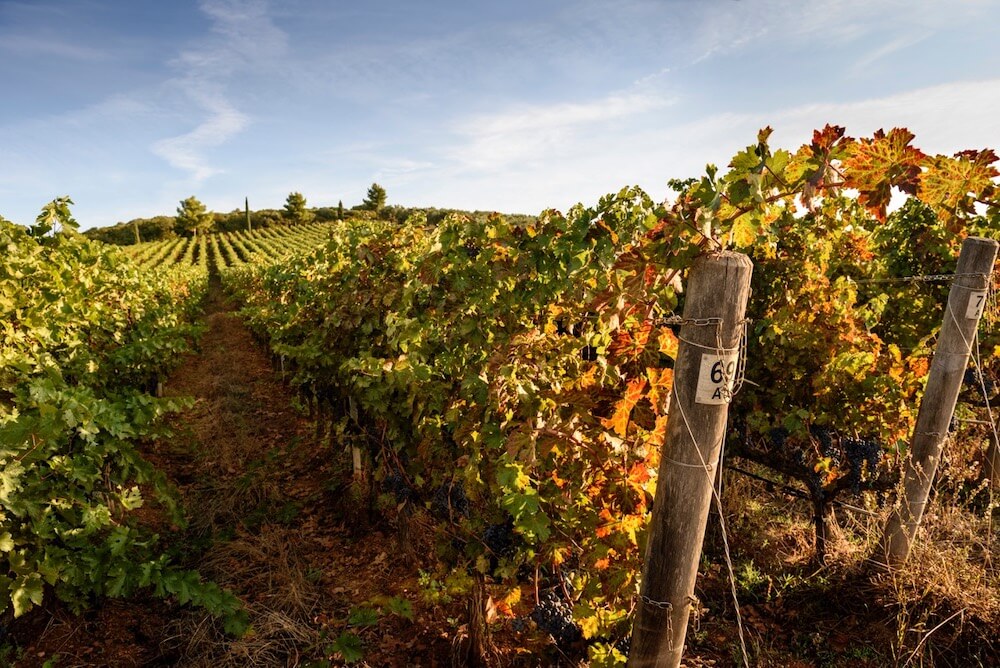 Vinovip Cortina