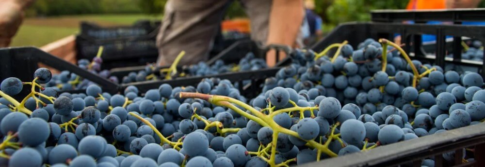 Vignaioli Artigiani Naturali in Fiera a Roma (Città dell'Altra Economia, 5-6-7 novembre)