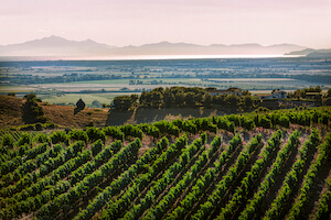 vigneti-zona-grosseto