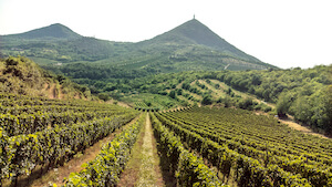 vigna