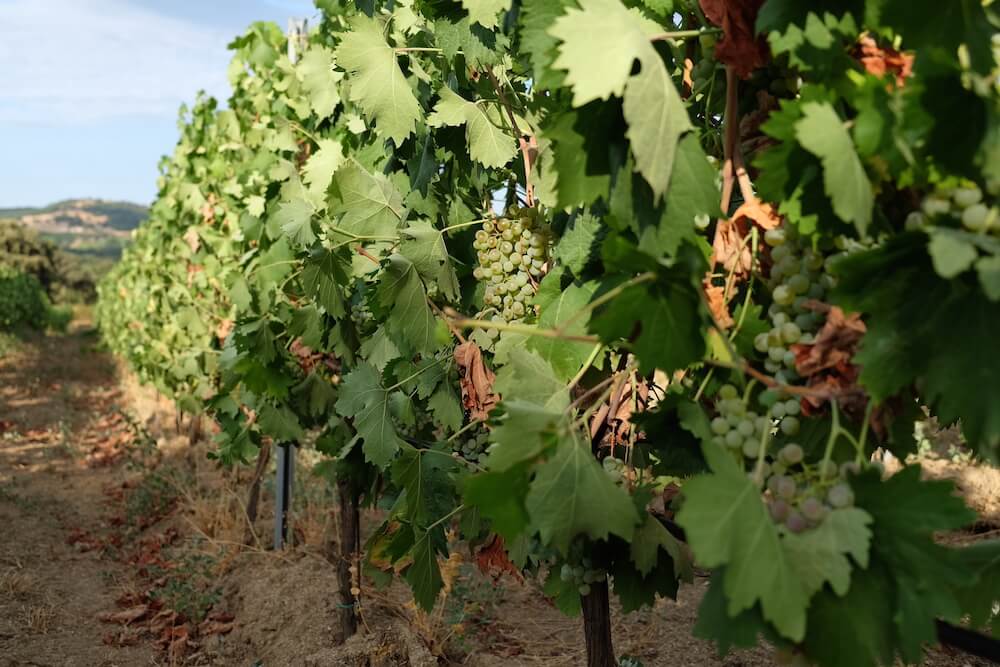 vigne-cappato
