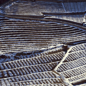 vigne-sotto-la-neve