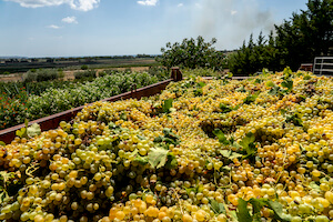 vinevo-vigna