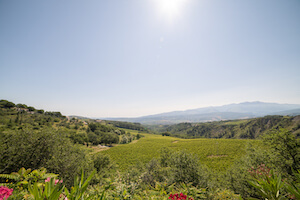 consorzio-tutela-vini-dabruzzo-gara