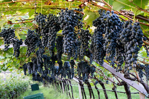 fem-vendemmia-2022