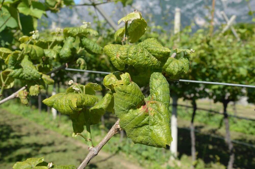 flavescenza-dorata