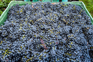 vendemmia-2022
