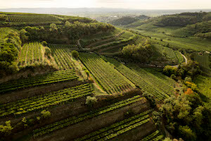 vigneti