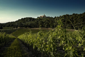 castello-banfi-vigneti
