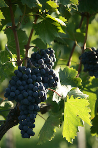 montecucco