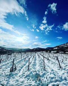 neve-sardegna-vitigni