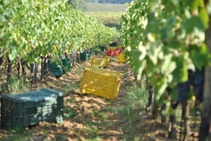 vino-nobile-di-montepulciano