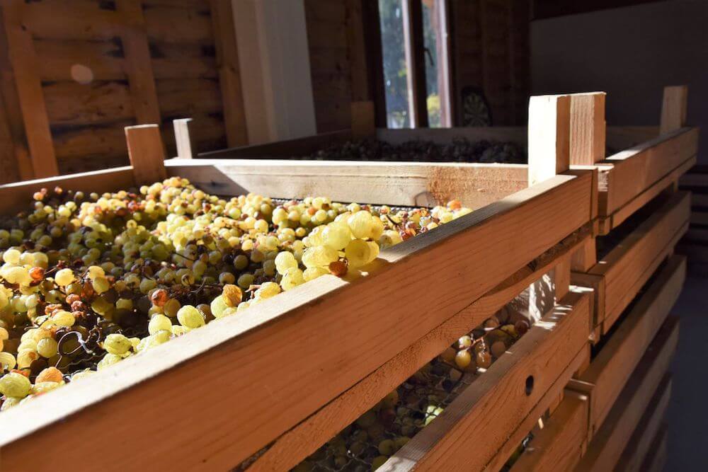 appassimento-acini-nosiola-per-vino-santo