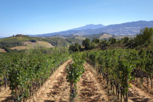 consorzio-montecucco