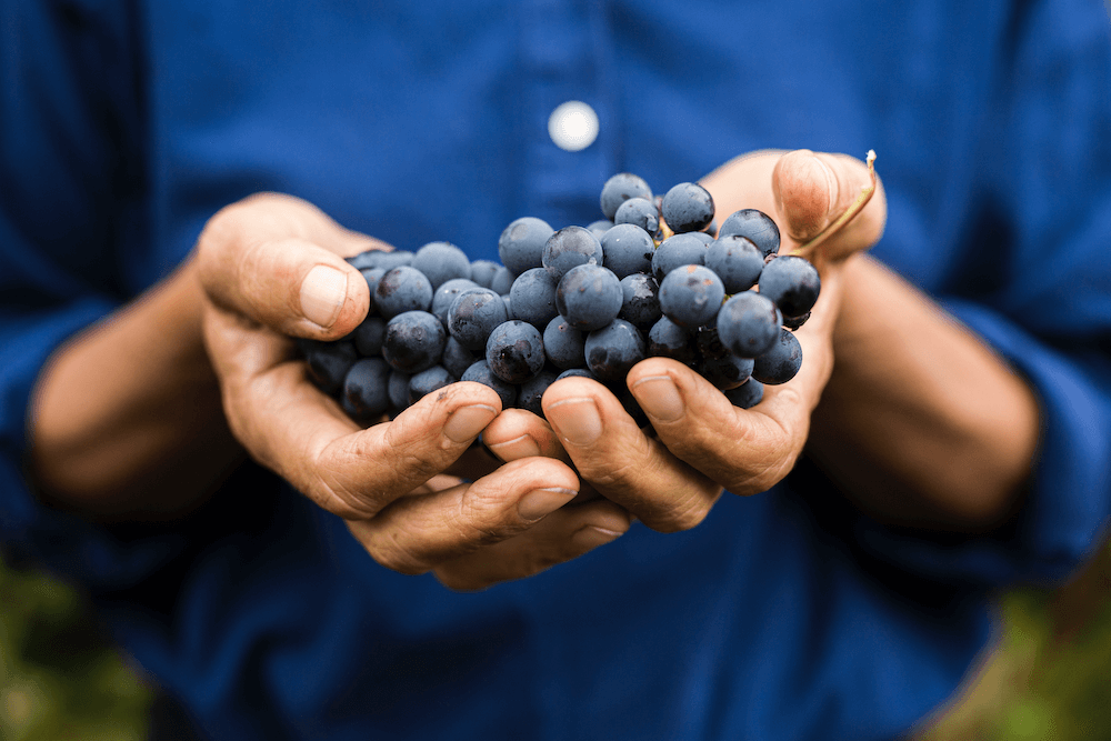 Demeter Italia protagonista al Vinitaly con un proprio spazio e un convegno: "Vino, il futuro è biodinamico"
