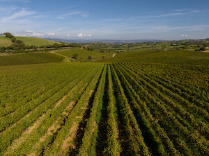 doc-maremma-toscana-vigne-zona-preselle