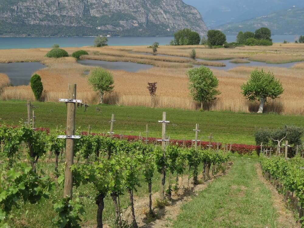 vigna-baluardo-ricci-curbastro