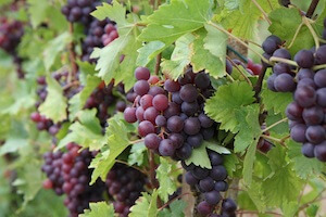 grappoli-di-malvasia-rosa
