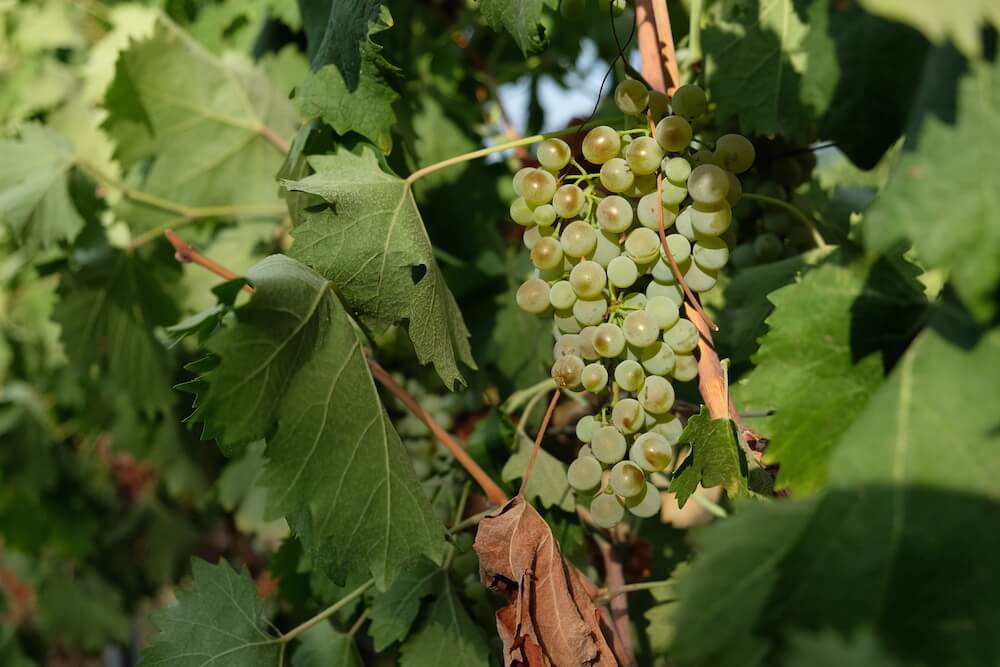 Vigne Cappato presenta Nibe, il primo vermentino rifermentato in bottiglia della Gallura