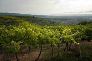 colline-vitate-del-soave