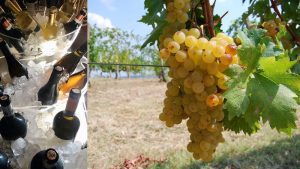 malvasia-e