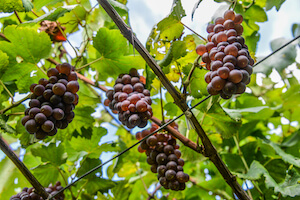 uva-2022