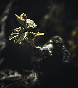 vigna-sicilia-agricoltura