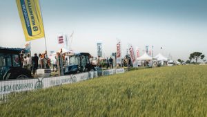 vite-in-campo