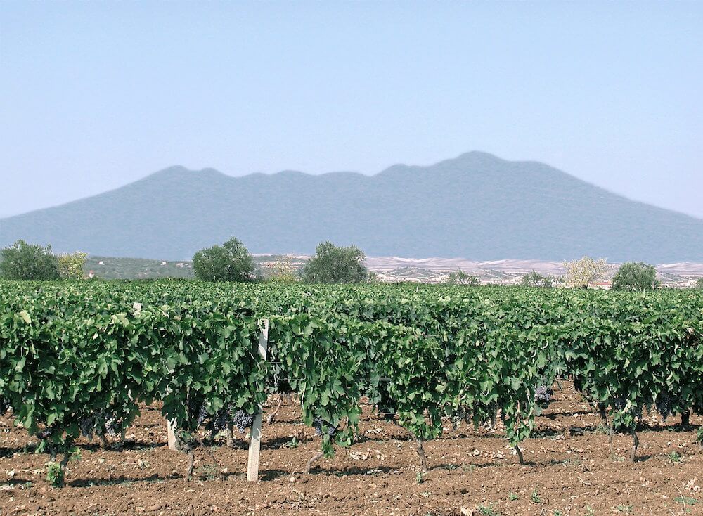 cantina-di-venosa-vulture