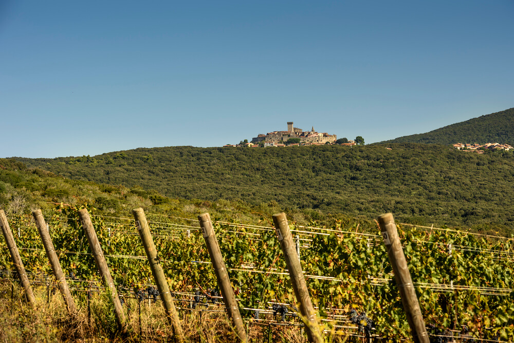 capalbio-vineyard
