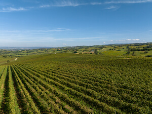 doc-maremma-toscana-vigne-zona-preselle