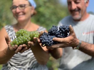 Iniziata La Vendemmia 2023 In Alta Langa