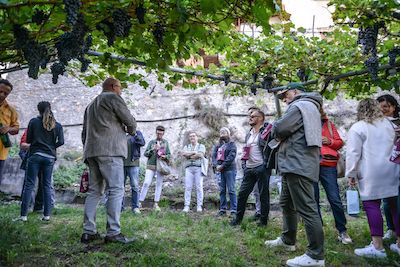 Trentino - dal 7 al 10 settembre a Isera si celebra il Marzemino