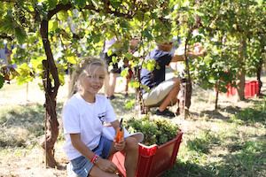 le-manzane-unico1-vendemmia-solidale