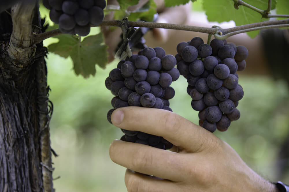 pinot-delle-venezie