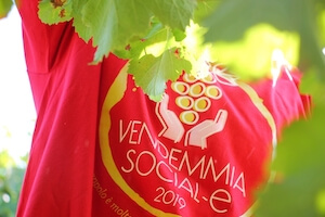 vendemmia-2019