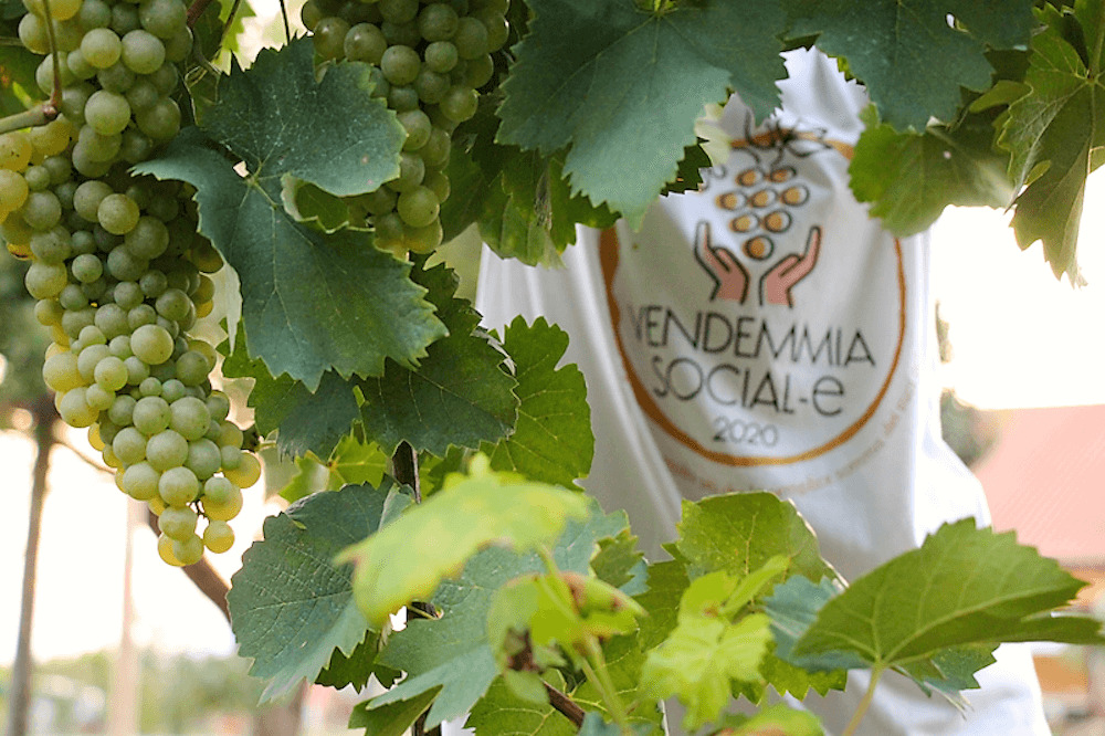 vendemmia-sociale-2020