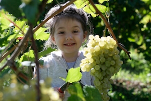 vendemmia-solidale-settembre-2015