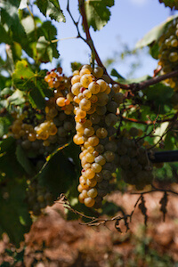 vendemmia